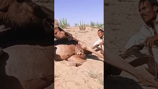 Camel Baby Birth Time #camelsound #camel_racing #shorts #youtubeshorts #share