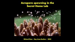 Richard Ross on Coral Spawning