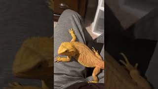 My 3 concerns about Bearded￼dragons￼