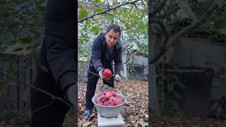 Маленький фрагмент из деревенской жизни| Собираем яблоки 🍎🏡☕