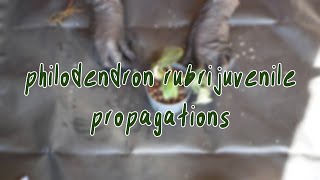 PHILODENDRON RUBRIJUVENILE PROPAGATIONS | potting, el choco red