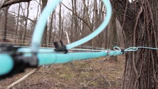 Tapping walnut trees