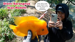 Buset... Terpantau Ribuan Ikan Redevil semakin Banyak Dan Ikan Gabus Babon ||Ketapel Ikan