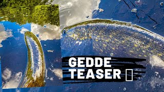 Vildt gedde topwater take!!