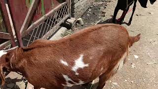 9760676991 do khasi bakra sale ka liya hai.... qurbani ka maal...