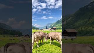 Even cows are happy in Switzerland 😎🇨🇭🐄 #switzerland