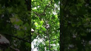 Funny group of Monkey Specail Clips  #shortvideos #Funnyvidoes #shortvideoformonkey 38