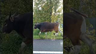 Sapi Sehat, Mencari Rumput di Pinggir Jalan Pedesaan