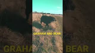 Chocolate Labrador. Bear, playing In The Field.