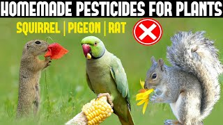 Homemade Pesticides For Plants|ORGANIC PESTICIDE