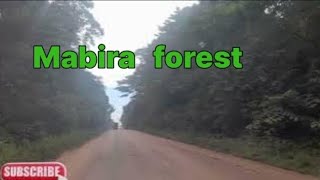 Mabira forest/uganda's natural forest/@explorewithjustine