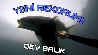 ZIPKIN ILE BALIK AVI (4K FHD) YENİ REKOR!! #spearfishing #zıpkınlabalıkavı