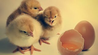 Which Came First the Chicken or the Egg? - The Ultimate Debate!