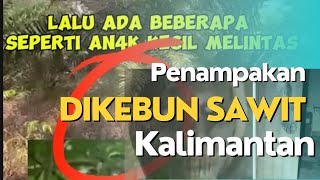 Penampakan Mistis Di Kebun Sawit Kalimantan#Youtubevidio