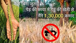 बिना डीजल की 1 बूंद भी जलाए - लिया मैंने उत्पादन 40 क्विंटल / Hectare |Wheat Farming गेंहू की खेती