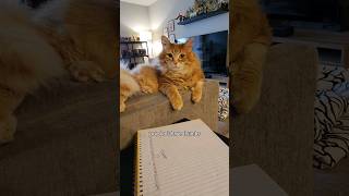 He's an ambitious wizard 😅 #animals #cat #catvideos #cute #cutecat #pets #funny #cuteanimals