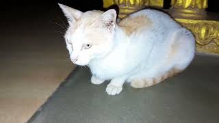 Mom cat hungry waiting for foods at night after feeding milk for her newborn