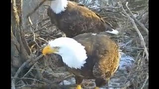 Decorah Eagles  1-14-16  Teamwork In The Cottonwood