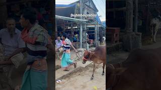 Bull Walk Through At Gabtoli Gorur Haat | #reels #shorts #viralvideo #video #subscribe #trending