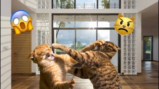 ￼ what cats do￼ alone… ( They￼￼ fight!😱)￼