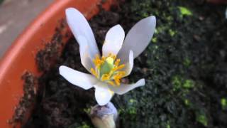 Sanguinaria canadensis