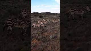 Hunting Zebras #hun #hunting #huntingsouthafrica #zebra