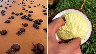 Satisfying & Relaxing Video  Try Not To Say WOW Challenge