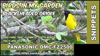 SNIPPET: black-headed oriole bird call