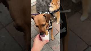 GETTING OUR DOGS PUP CUPS