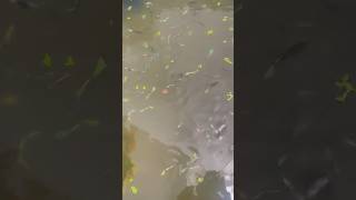 Million Guppies #guppy #fish #goldfish #aquarium #shorts #short #viralvideo #shortvideo