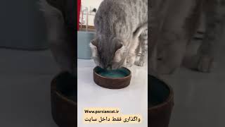 قصه من و گربه من ، برای اولین بار نمک خانم اومد آب بخوره البته با کمک مامانش www.parsicat.com #cat