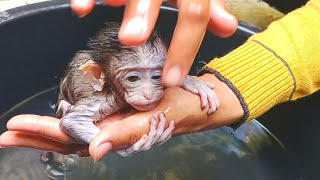 baby Monkey still adjusting to live with her adopted mom