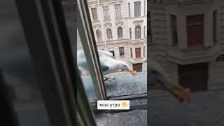 ЧАЙКИ ТАКИЕ ЧАЙКИ 😅😄 #2023 #funny #goodmorning #gulls #new #fyp #shortvideo #foryou #shorts #short