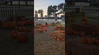 Pumpkin 🎃 Patch St.Pete USA#travel #halloween #autumn #shorts