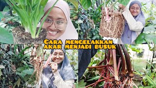 cara mengelakkan akar menjadi busuk