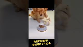 你狗狗不吃饭要怎么办