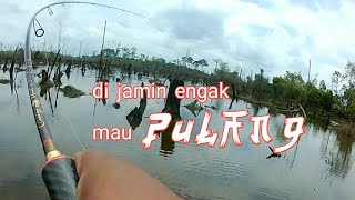 MANCING IKAN GABUS DI SINI DI JAMIN ENGAK MAU PULANG