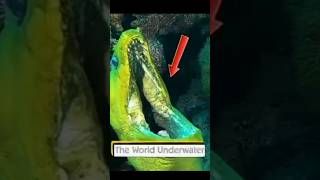 😱#amazing moments underwater😳 #animals #animalslover #shortsfeed #short #youtubeshorts #viral