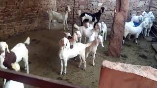 Qasmi goat faram sindhipura pipar jodhpur 2018