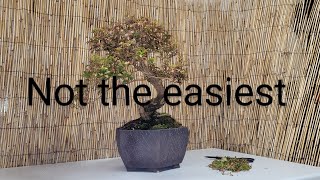 Pieris Bonsai, 2 different examples need of a clean up.