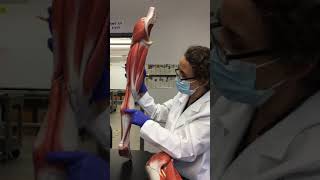 Lower limb muscles