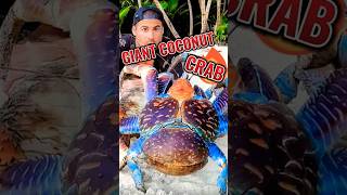 Giant coconut crab, world fact