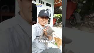 Gembala Kesepian Ditengah Kerumunan #shots #cat #kucing #catlover #catmeow