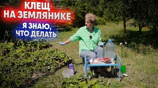 Клещ на клубнике? Я знаю, что делать!