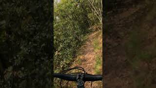 pedalato nel bosco #mtb #shorts