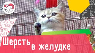 5 симптомов скопления шерсти в желудке кошки