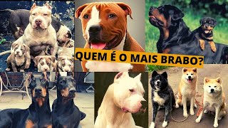 Descubra as 5 Raças de Cães Mais Ferozes do Mundo