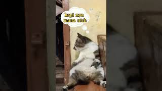 kucing lucu yang menyebalkan - jeje si pemalas #cats #catvideos #shorts