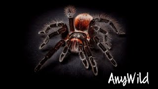 Кто такие Пауки🕷️Интересные и Малоизвестные факты о пауках🔥 AnyWild