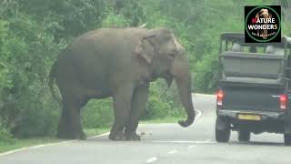 A wild elephant in search of food attacked the safari jeep traveling on the highway😯🚙🦣🇱🇰#viralvideo